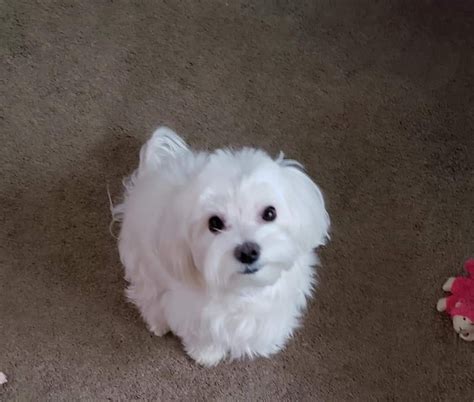 maltese for sale in atlanta|More.